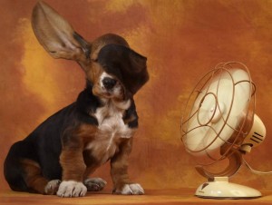 Basset