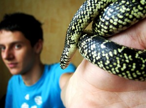 Lampropeltis pyromelana the Sonoran mountain kingsnake of colubrid snake on hands finger